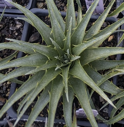 Puya venusta
