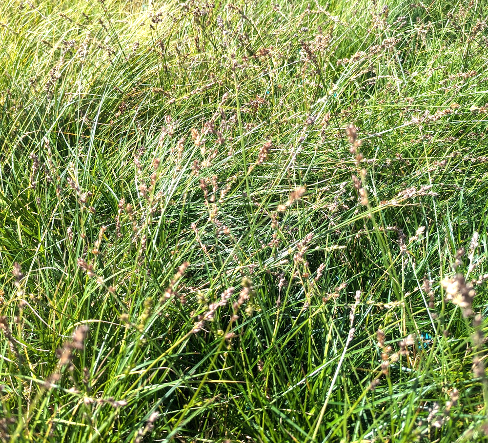 Carex divulsa