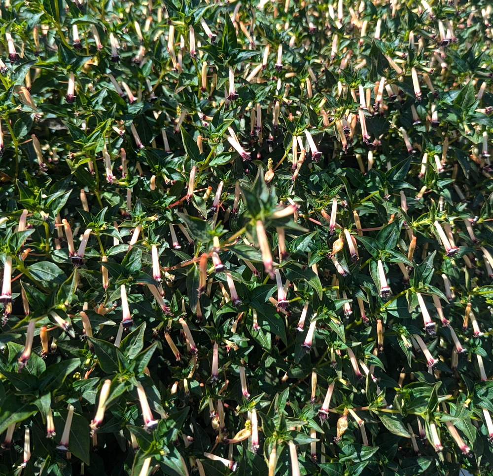 Cuphea hybrid 'Blackberry Sparkler'