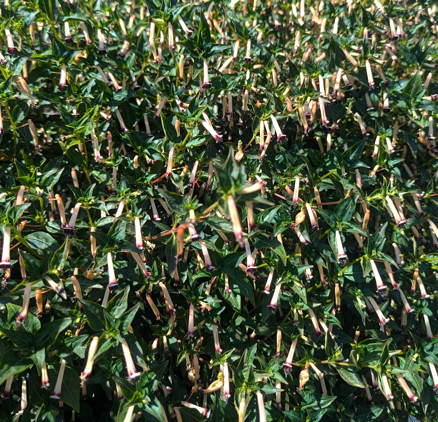 Cuphea hybrid 'Blackberry Sparkler'