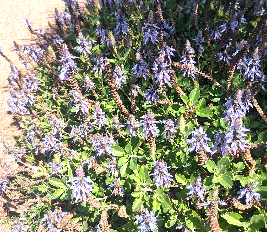 Plectranthus neochilus