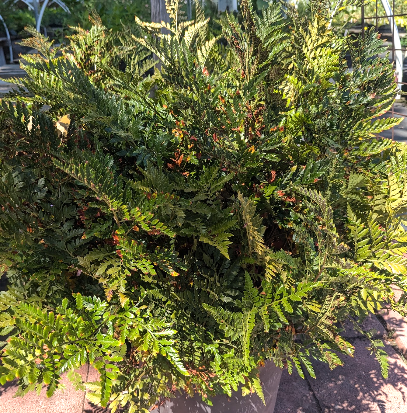 Rumohra adiantiformis (Aspidium capense)