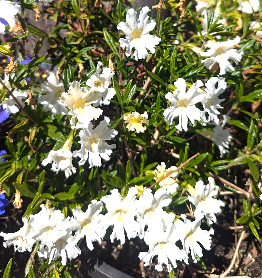 Diplacus (Mimulus) bifidus 'White'