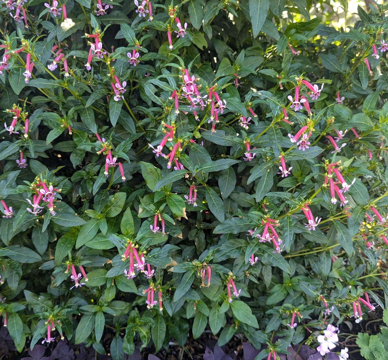Cuphea hybrid 'Starfire Pink'