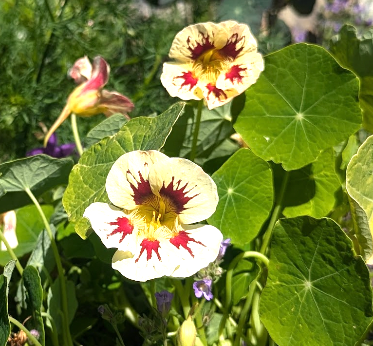 Tropaeolum (Nasturtium) 'Orchid Cream'