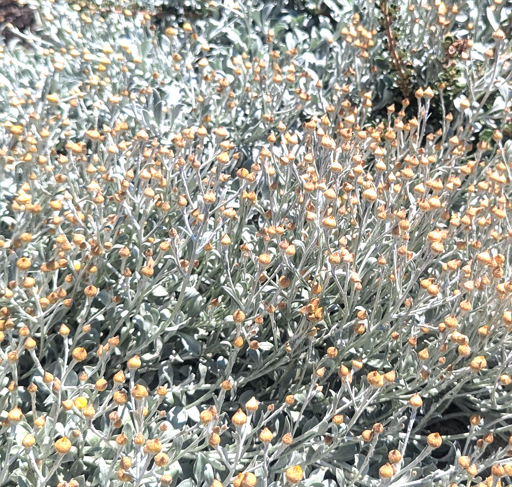 Helichrysum argyrophyllum "Golden Guinea Everlasting"