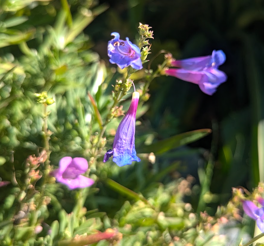 Penstemon heterophyllus 'Blue Springs'
