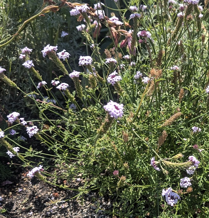 Verbena lilacina 'Paseo Rancho'