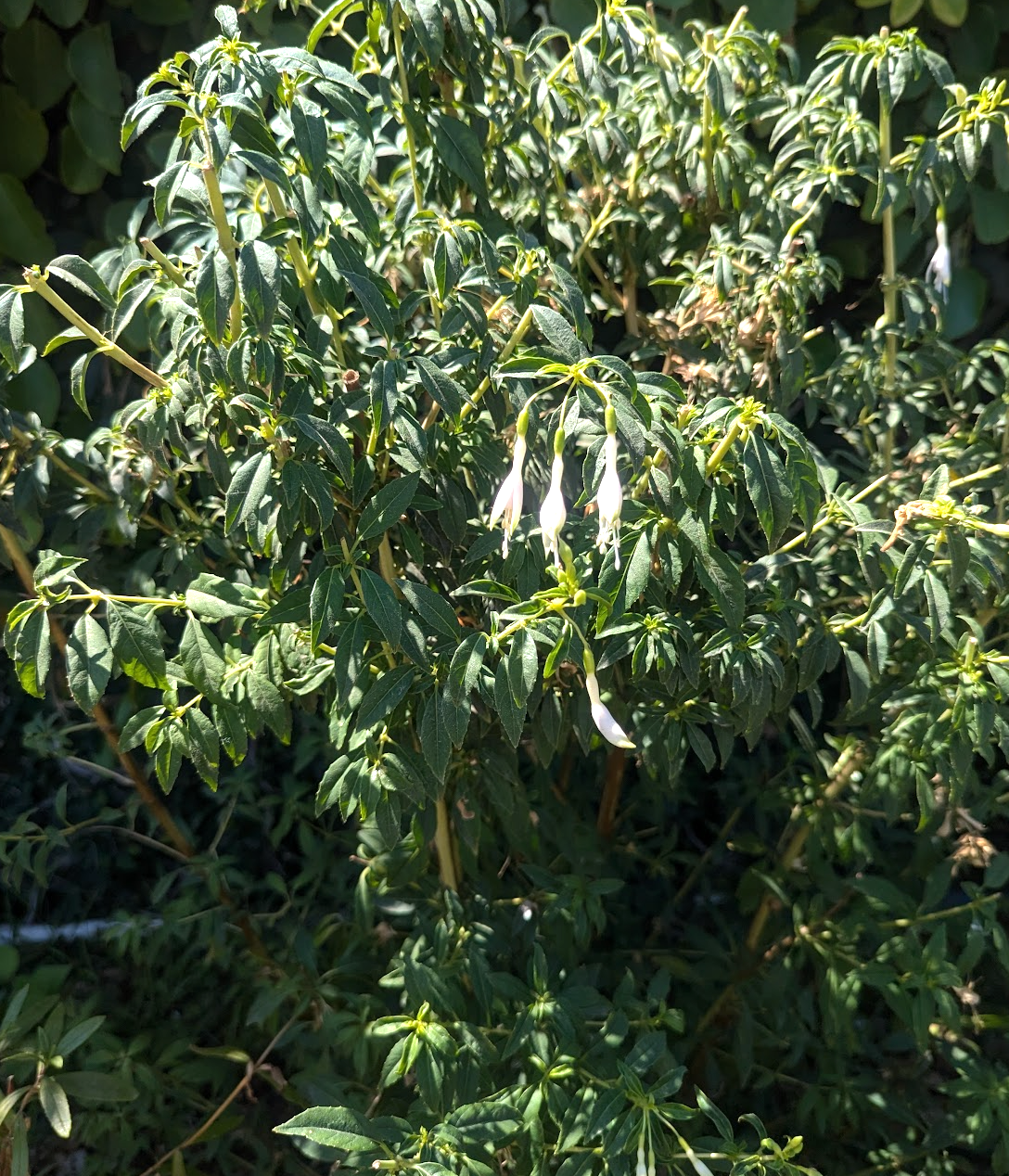 Fuchsia magellanica 'Hawkeshead'