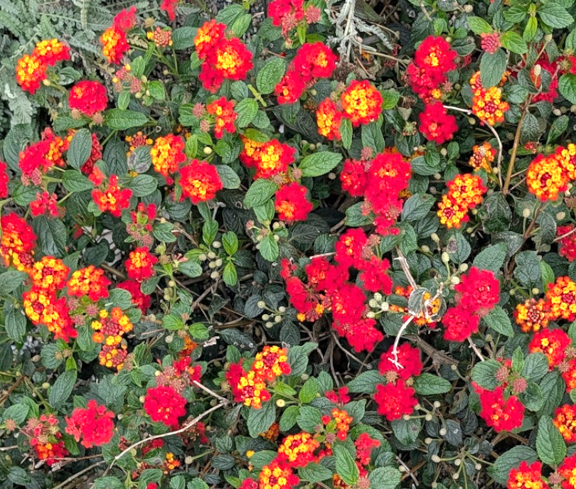 Lantana 'Dallas Red'