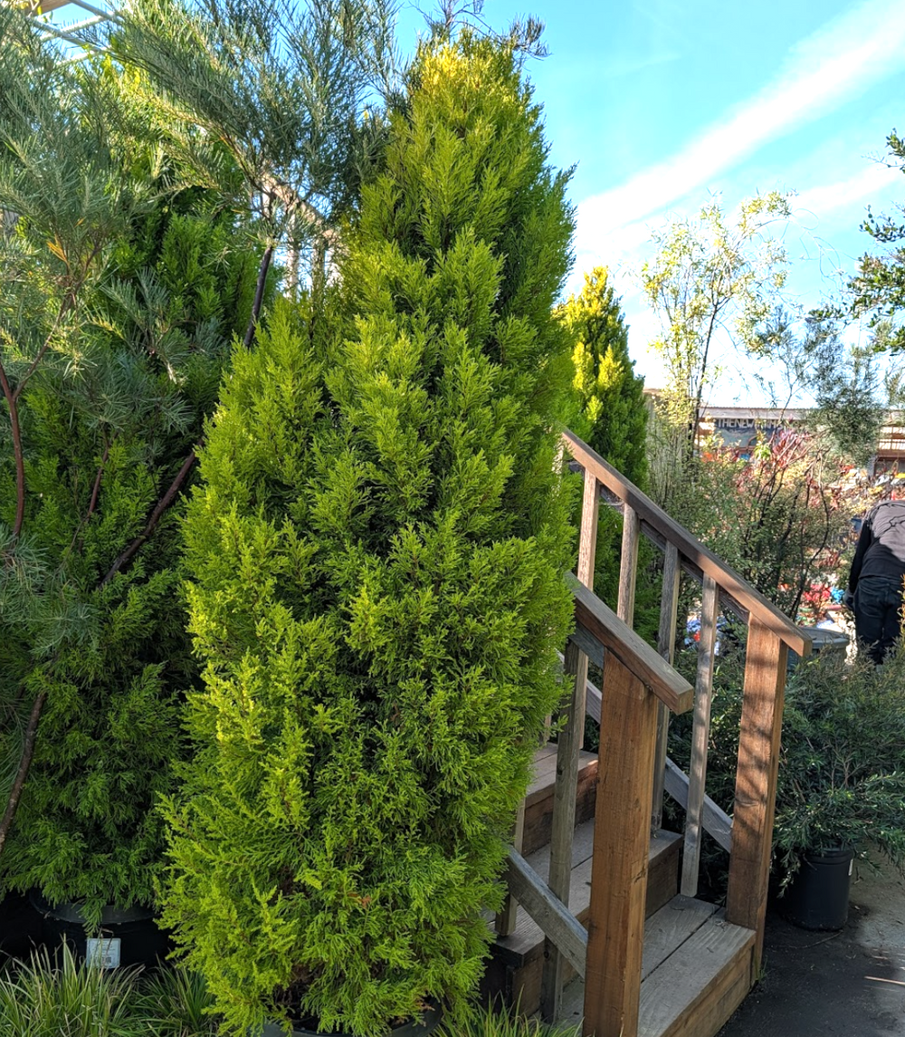 Cupressus macrocarpa 'Wilma Goldcrest'