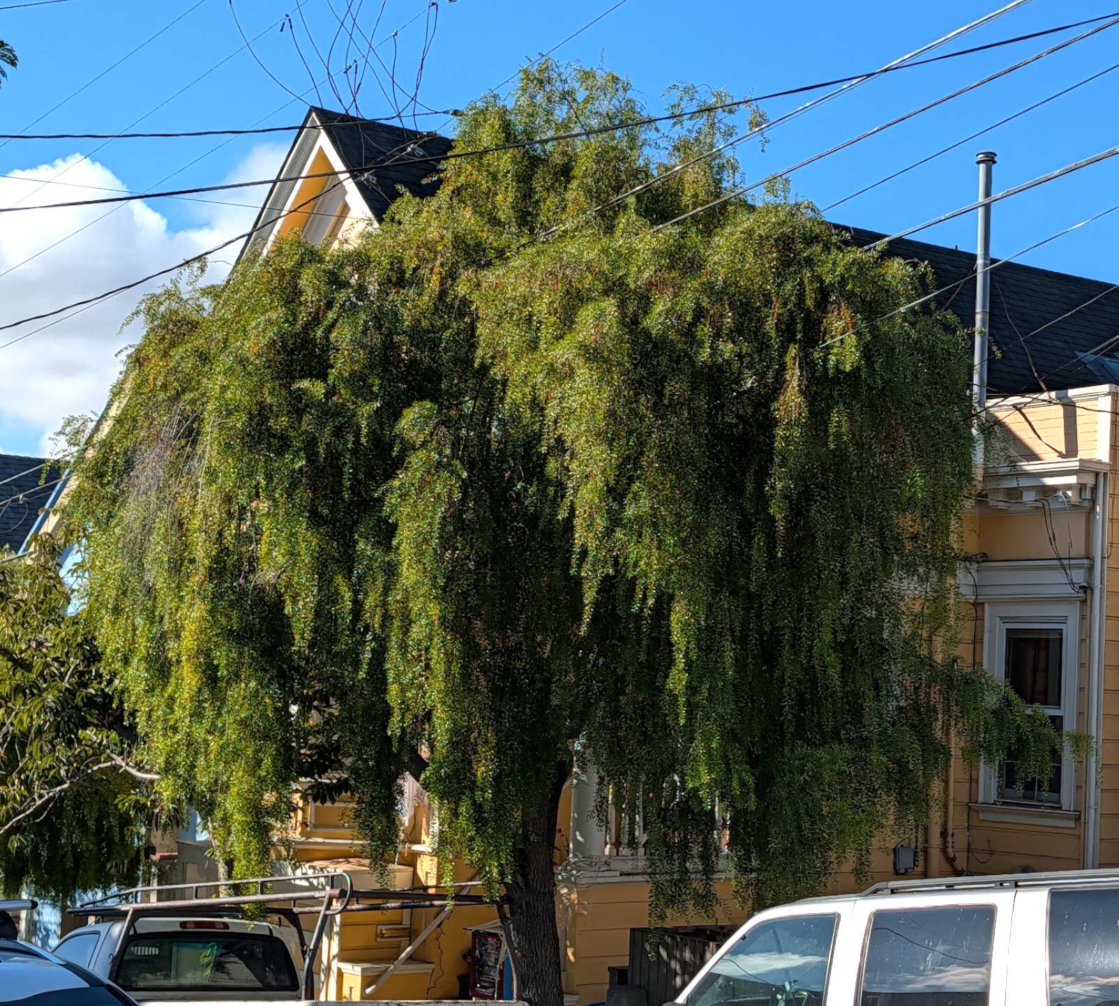 Maytenus boaria 'Green Showers'