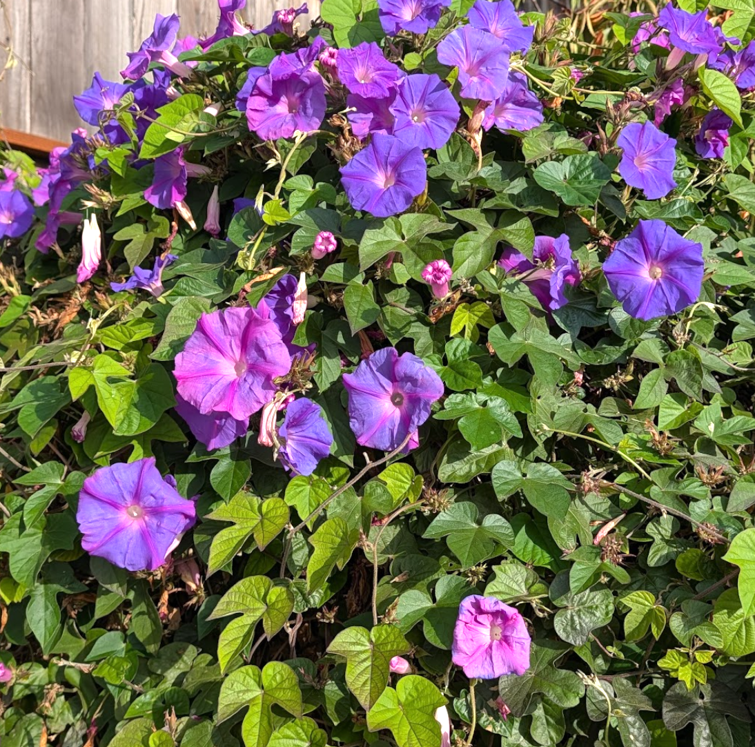 Ipomoea acuminata (indica) 'Daybreak'