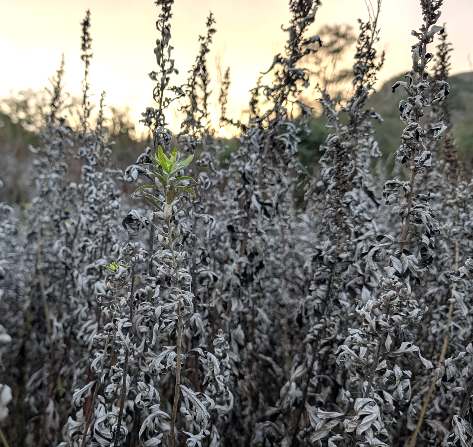 Artemisia douglasiana