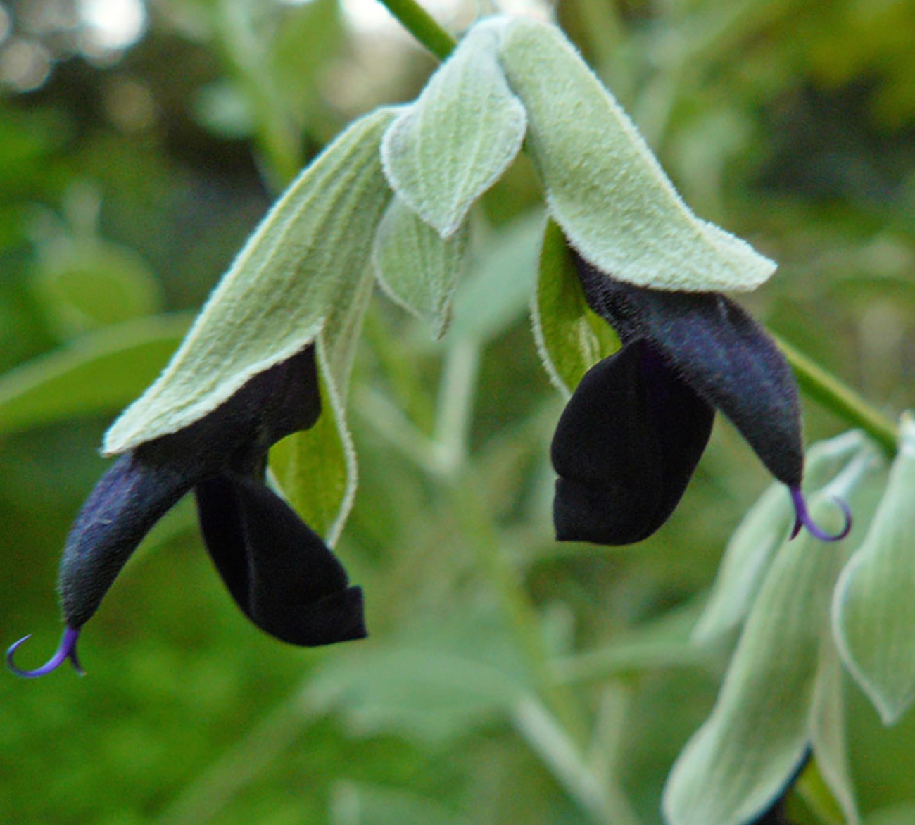 Salvia  discolor