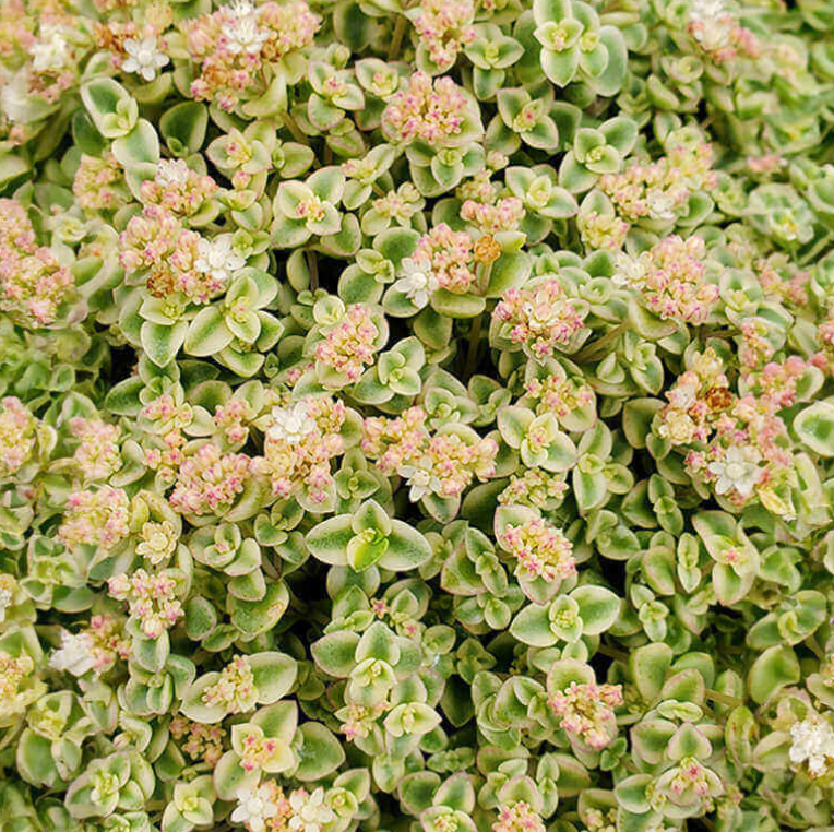 succulent with pink and yellow flowers Crassula (Sedum) 'Little Missy' – Heron's Head Nursery