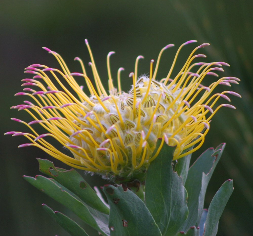 Leucospermum gueinzii