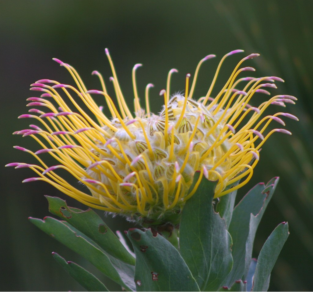 Leucospermum gueinzii