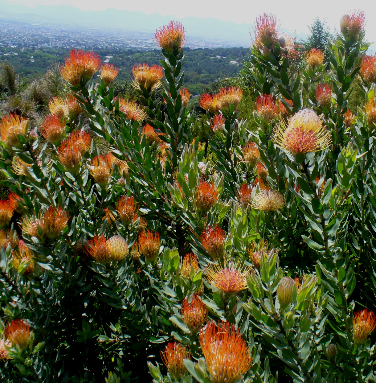 Leucospermum gueinzii