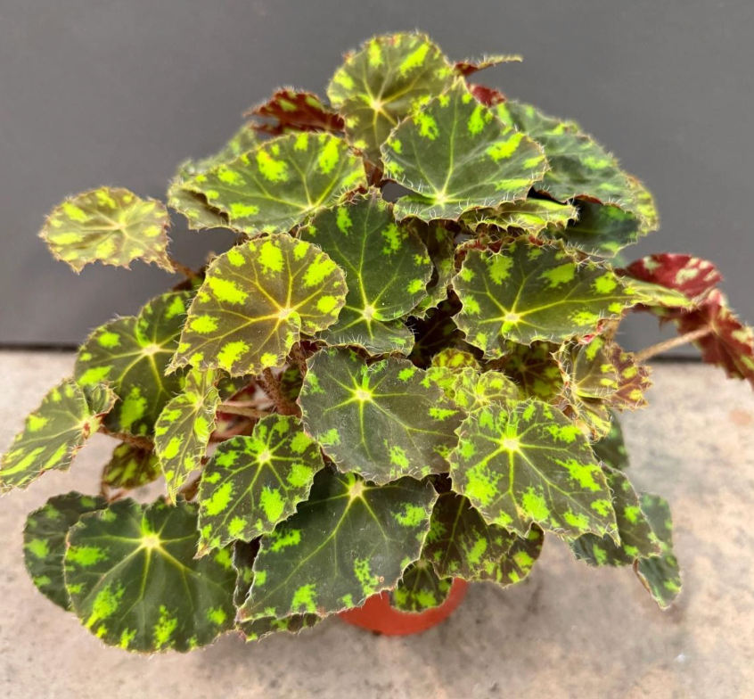 Begonia 'Tiger Paws'