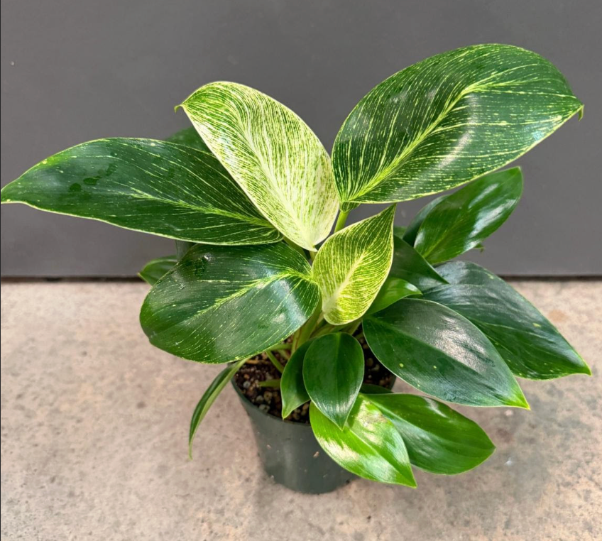Philodendron 'Birkin'