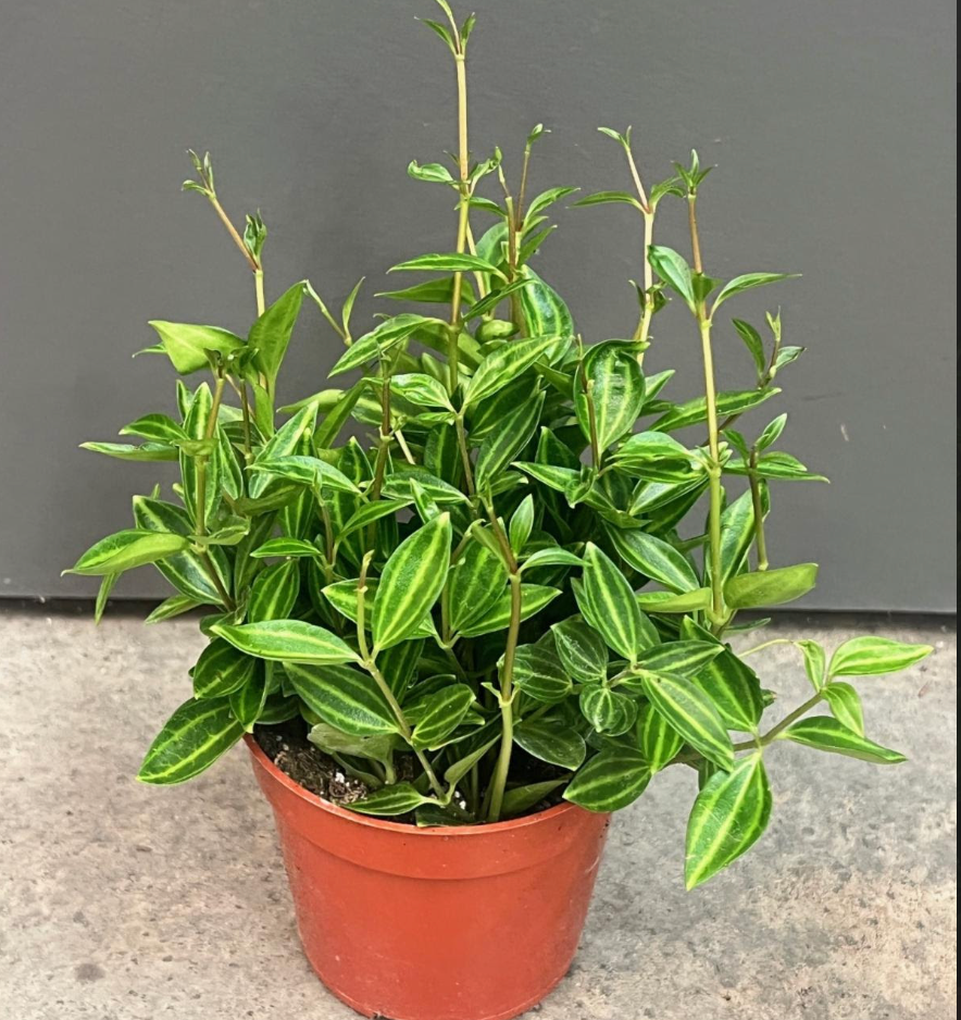 Peperomia 'Beetle' (Peperomia angulata)