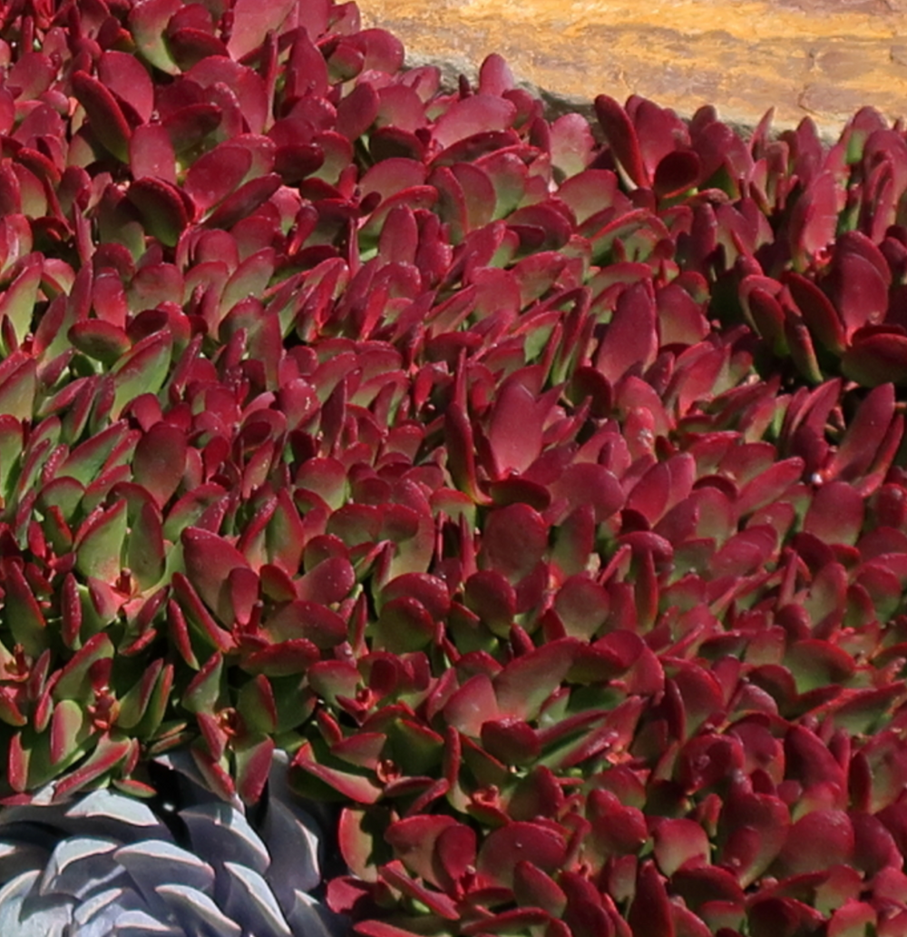 Crassula nudicaulis var. platyphylla (C. pubescens ssp. radicans)