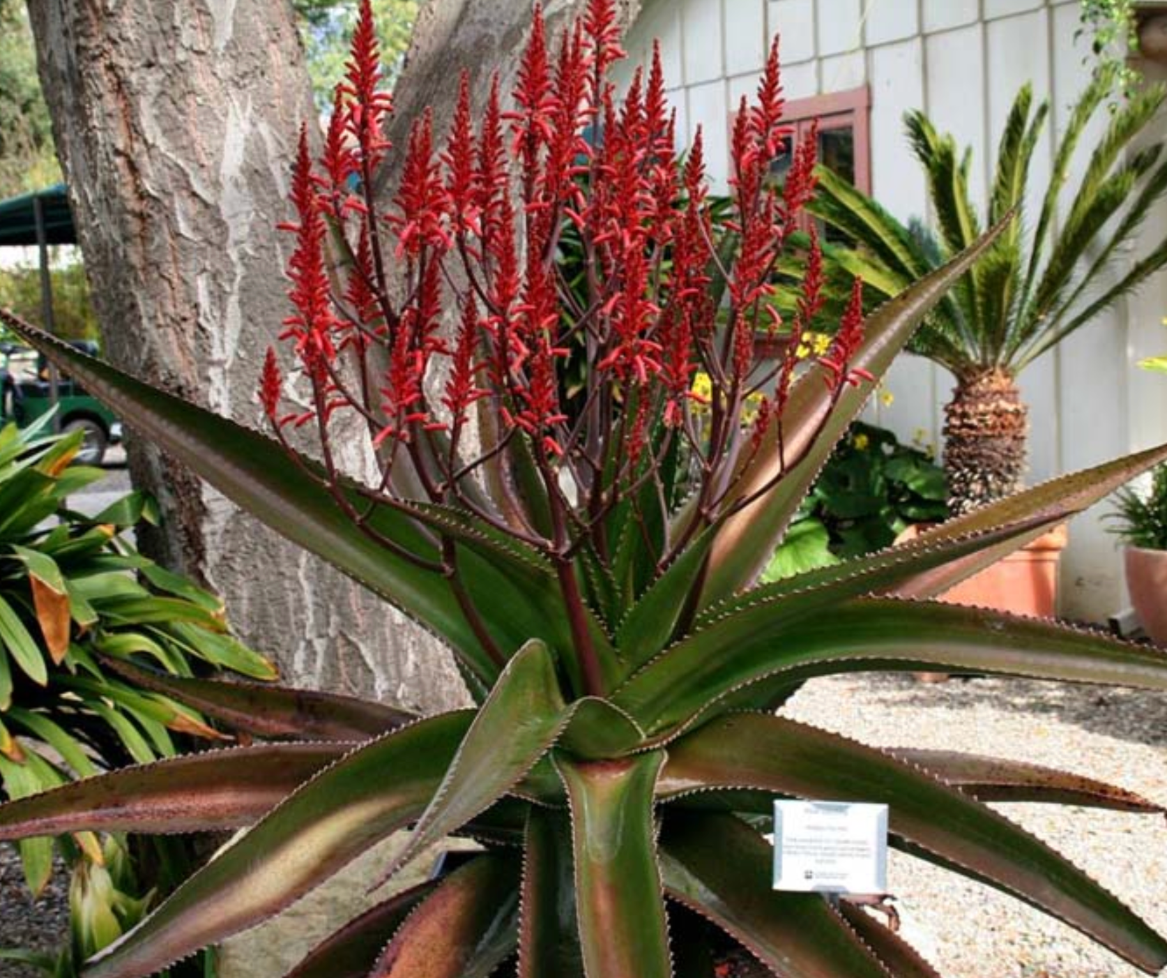 Aloe vaombe