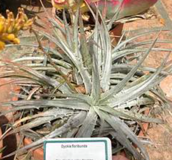 Dyckia floribunda 'La Rioja'