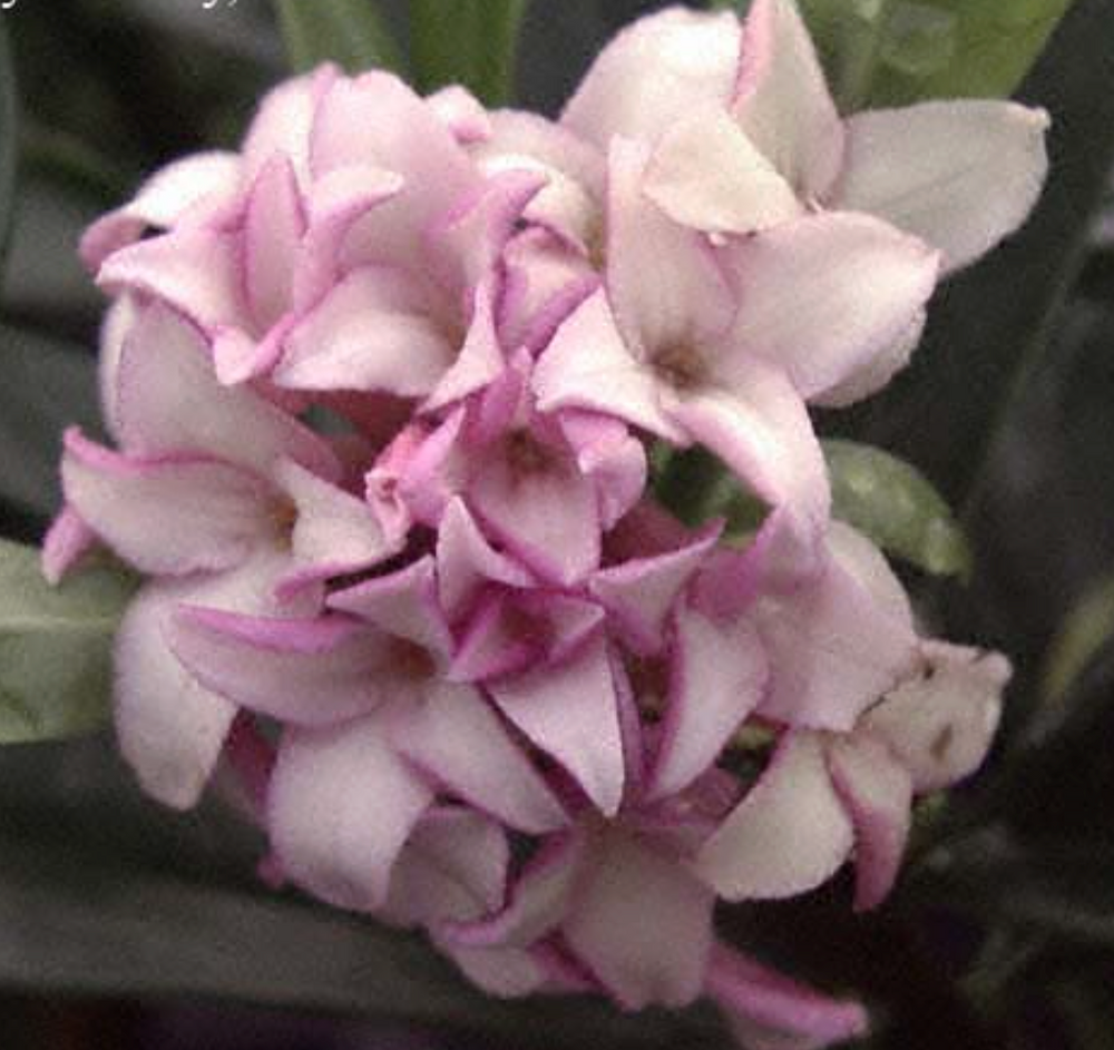 Daphne odora 'Leucanthe'