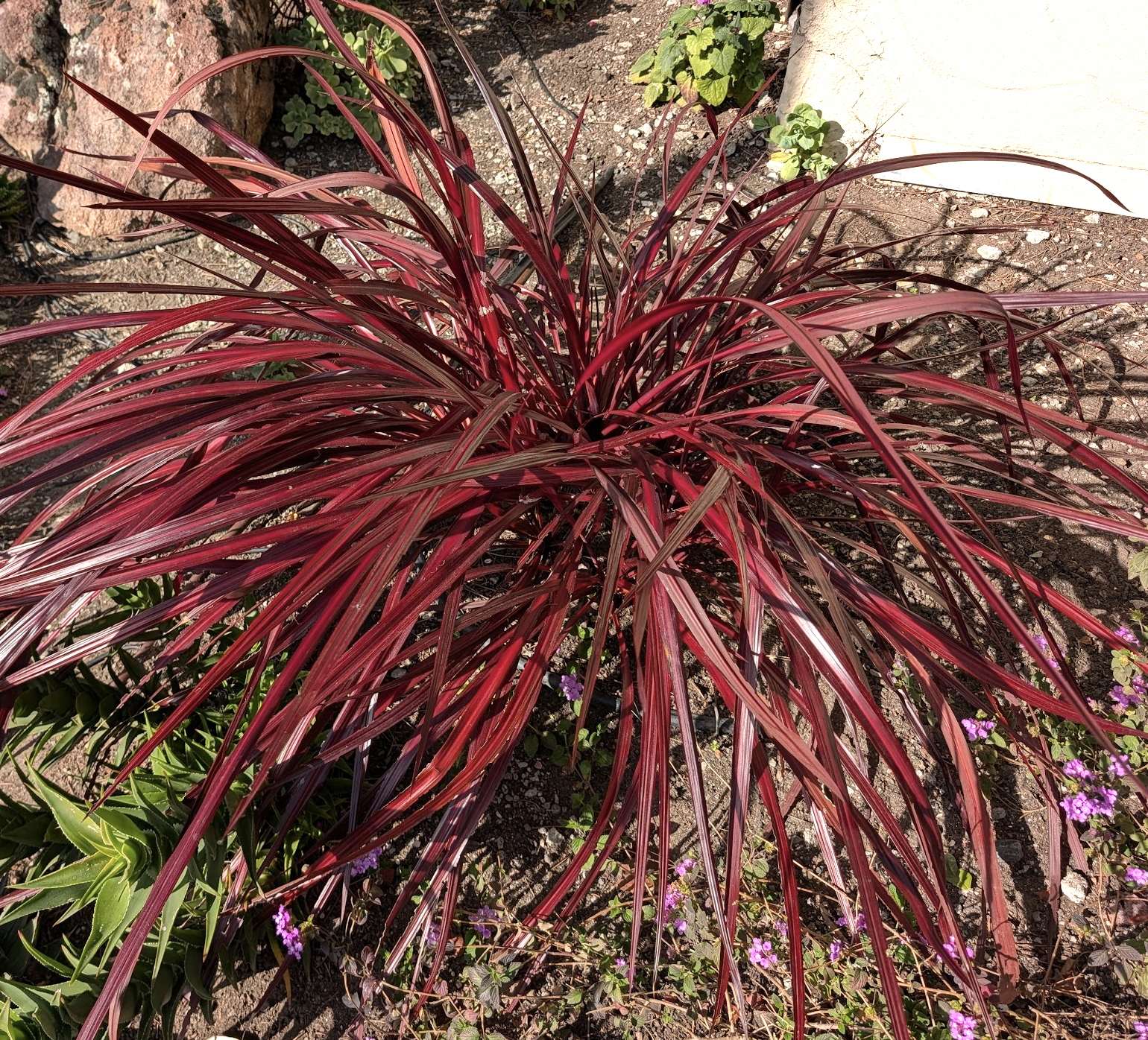 Cordyline 'Design-A-Line Burgundy'