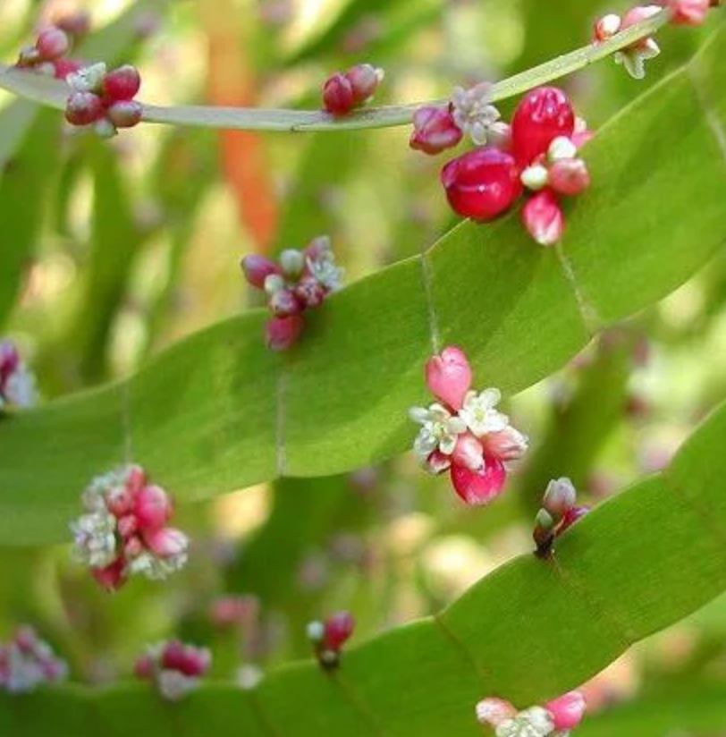 Muehlenbeckia platyclada (Homalocladium platycladum)