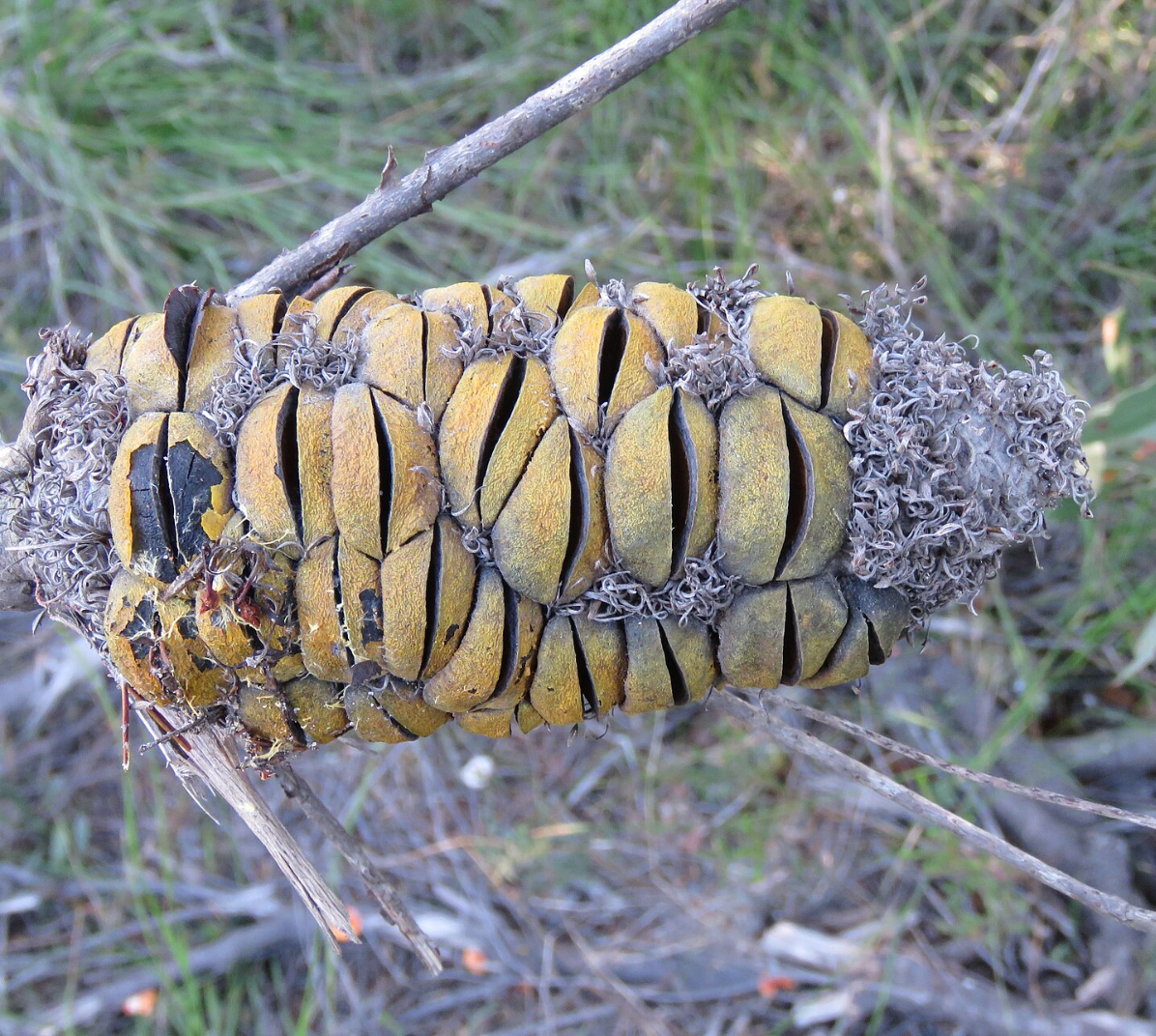 Banksia ericifolia 'Compact Form'