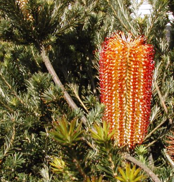 Banksia ericifolia 'Compact Form'