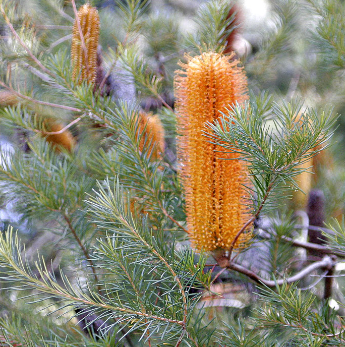 Banksia ericifolia 'Compact Form'