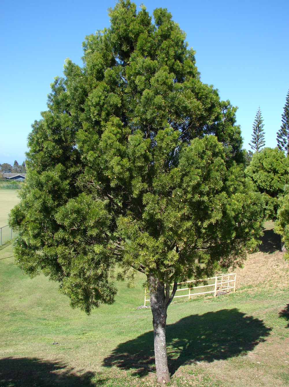 Podocarpus (Afrocarpus) gracilior