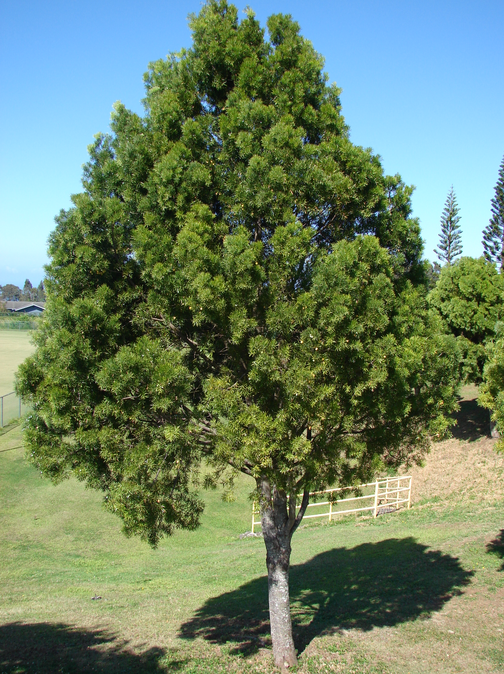 Podocarpus (Afrocarpus) gracilior