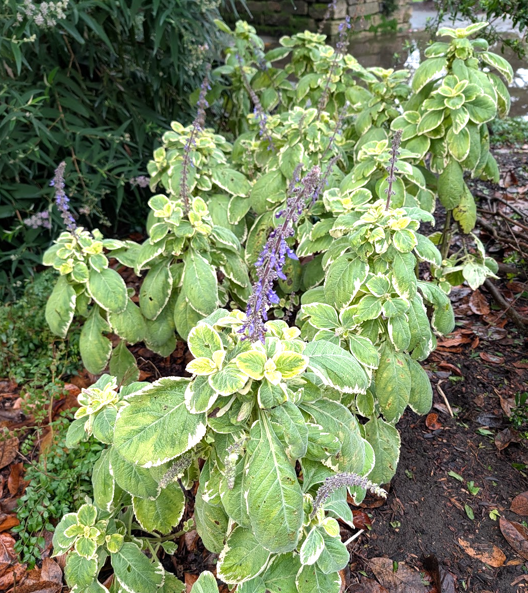 Plectranthus barbatus var. grandis ‘White Rhino’