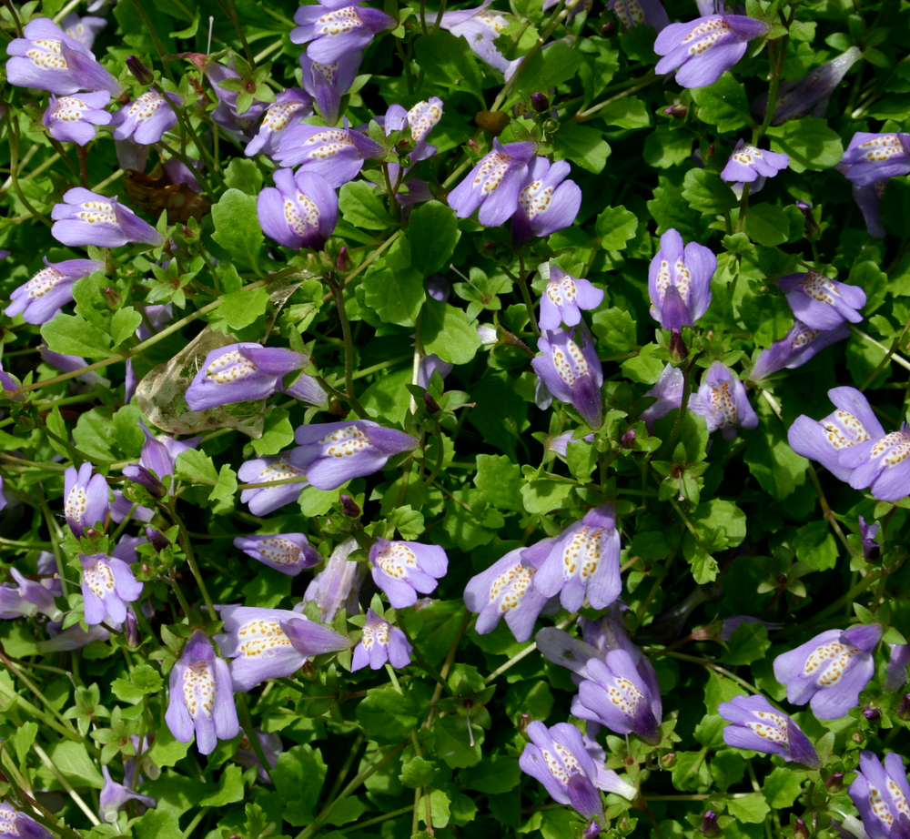 Mazus reptans