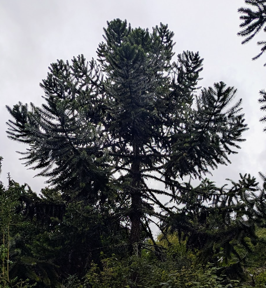 Araucaria araucana
