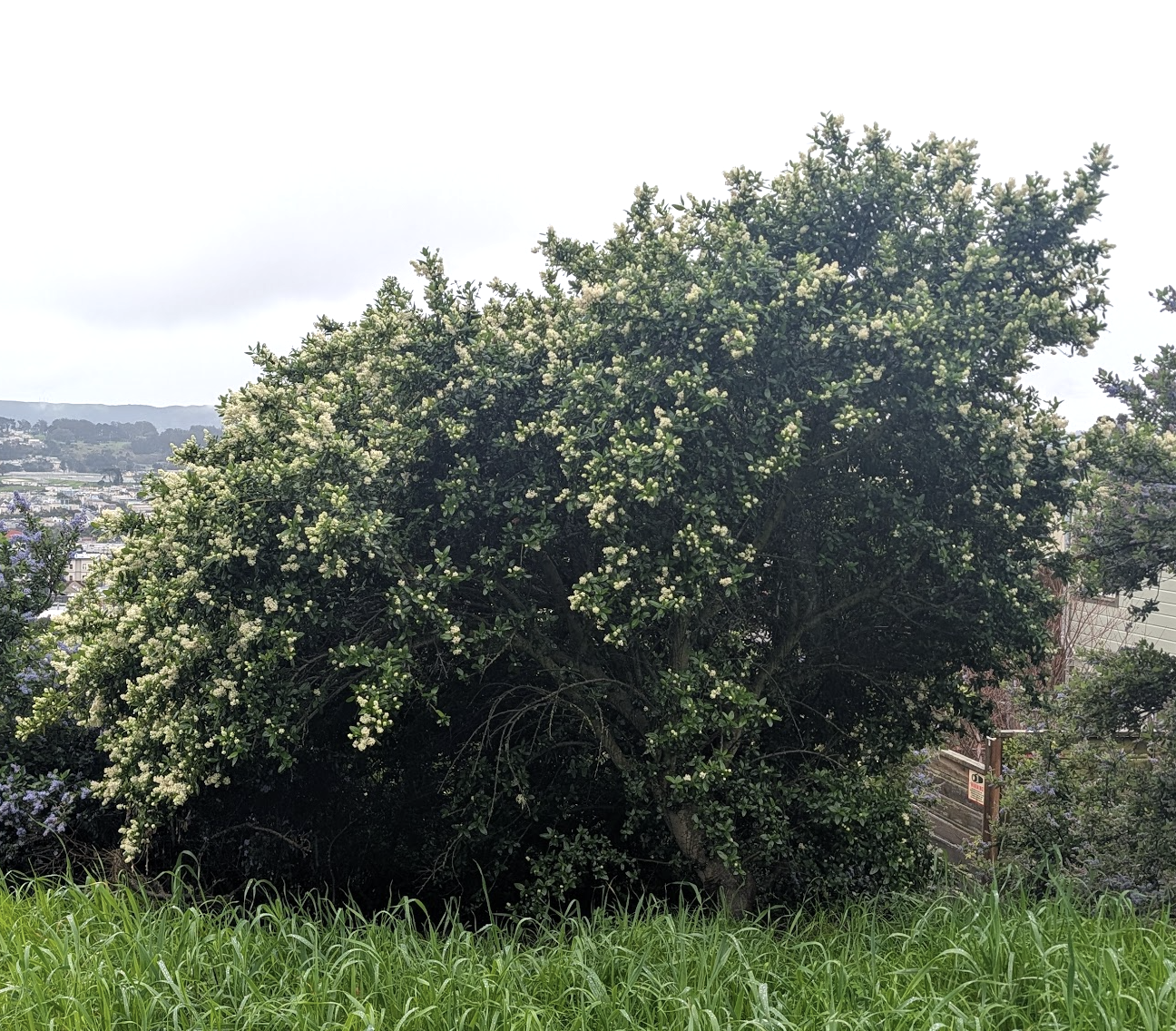 Ceanothus thyrsiflorus 'Snow Flurry'