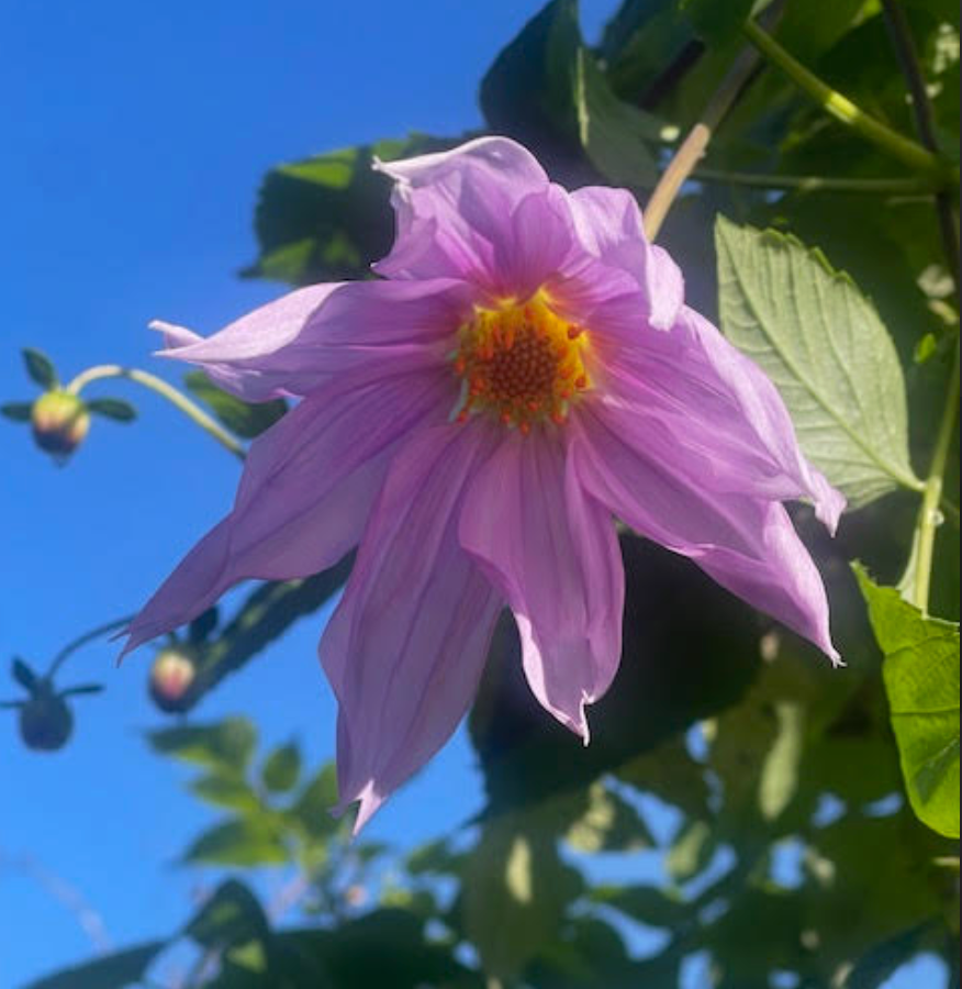 Dahlia imperialis – Heron's Head Nursery