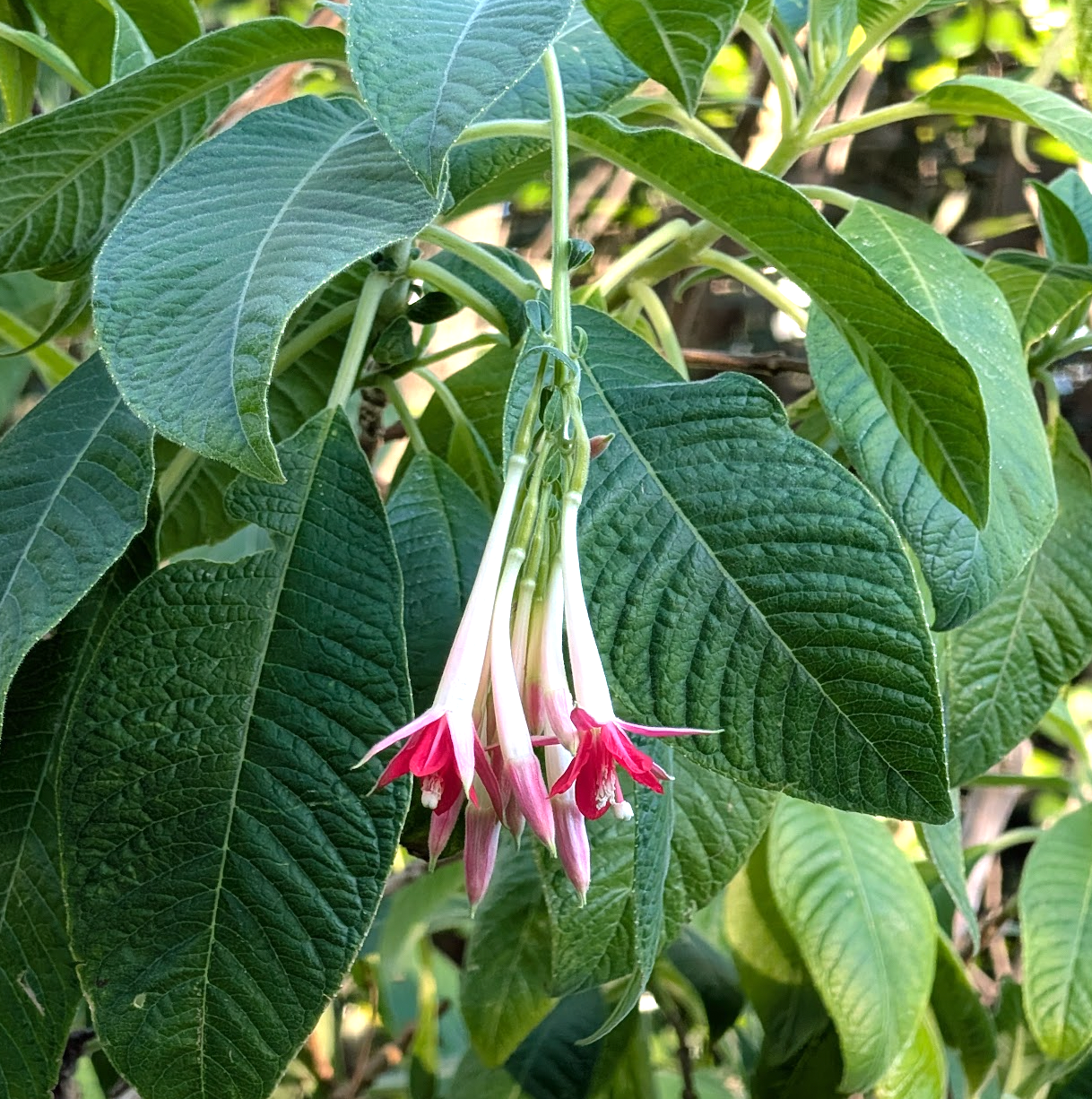 Fuchsia boliviana 'Alba'