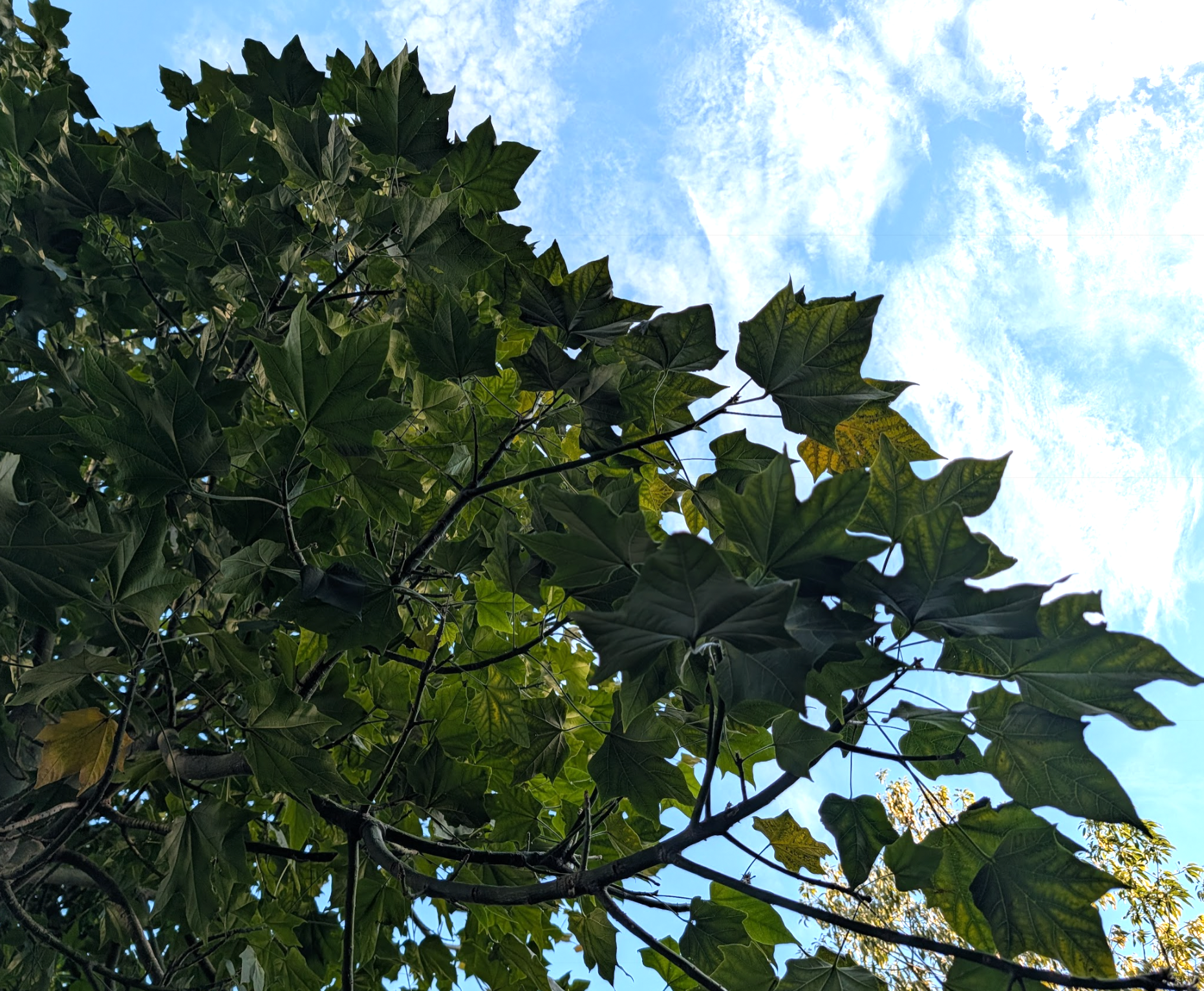Brachychiton discolor