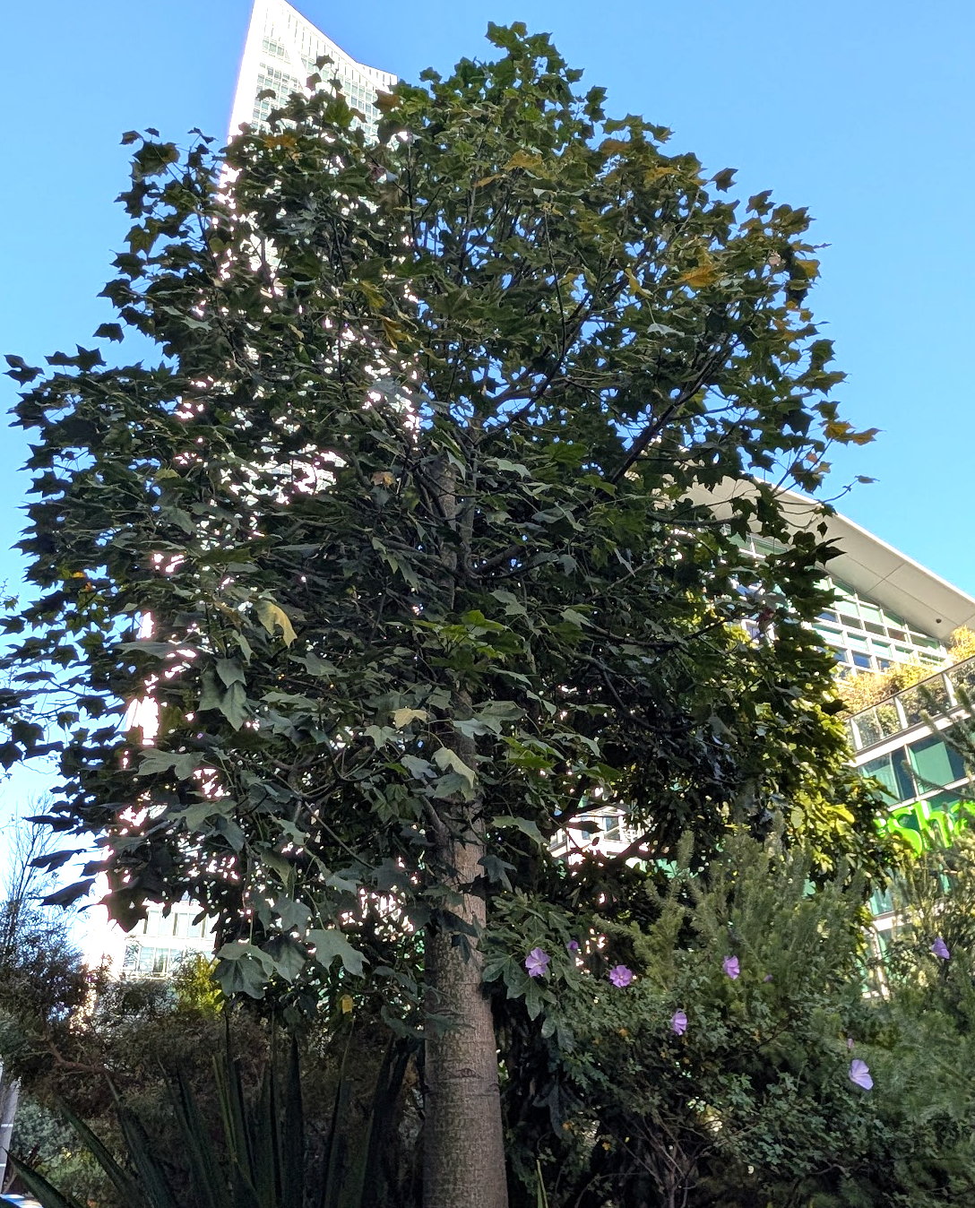 Brachychiton discolor