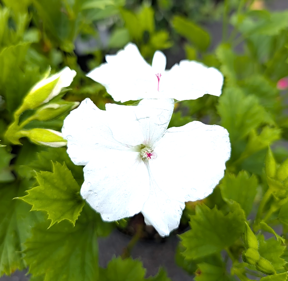 Pelargonium grandiflorum 'Aristo White'