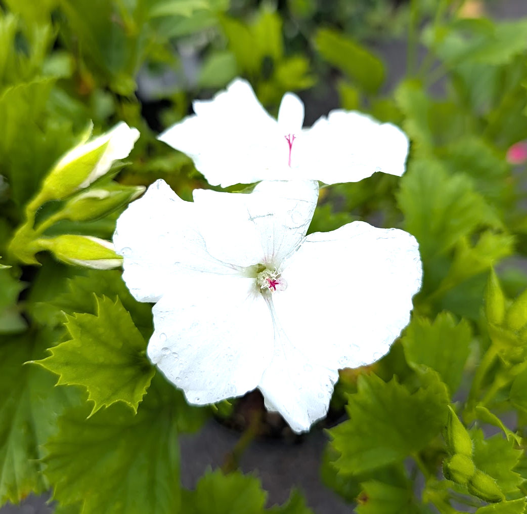 Pelargonium grandiflorum 'Aristo White'