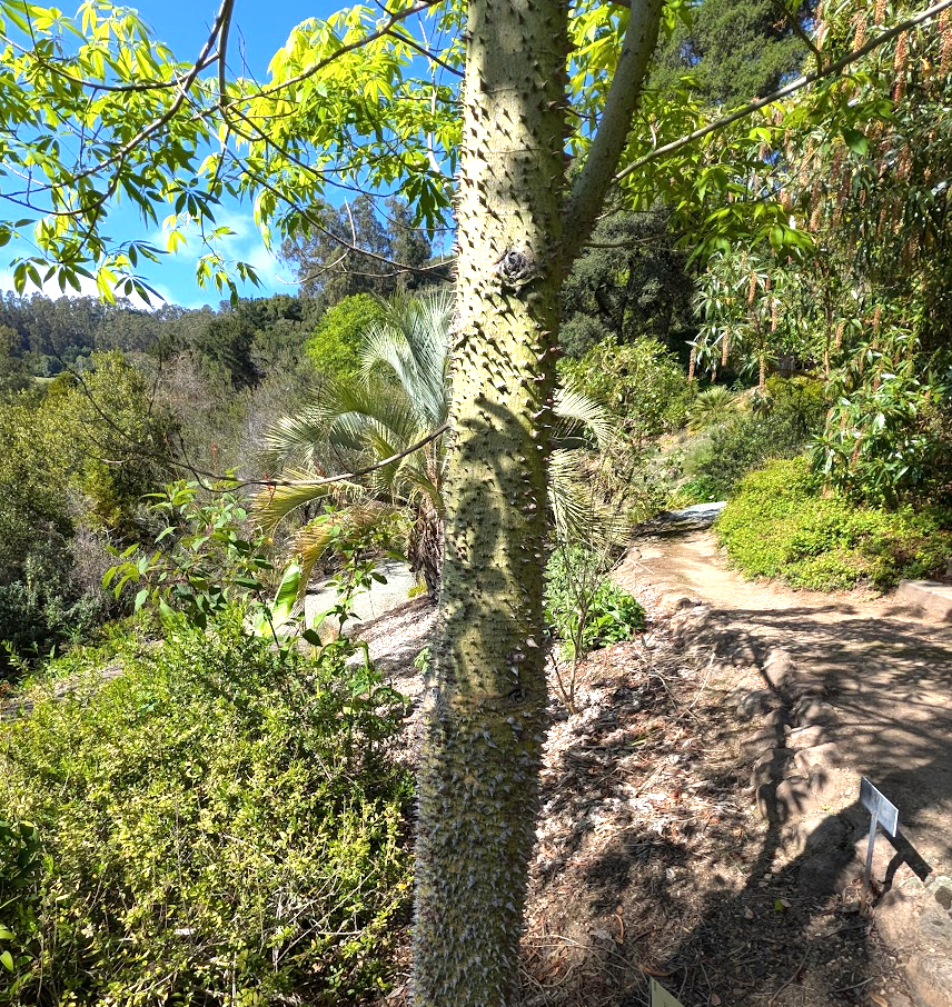 Ceiba (Chorisia) speciosa