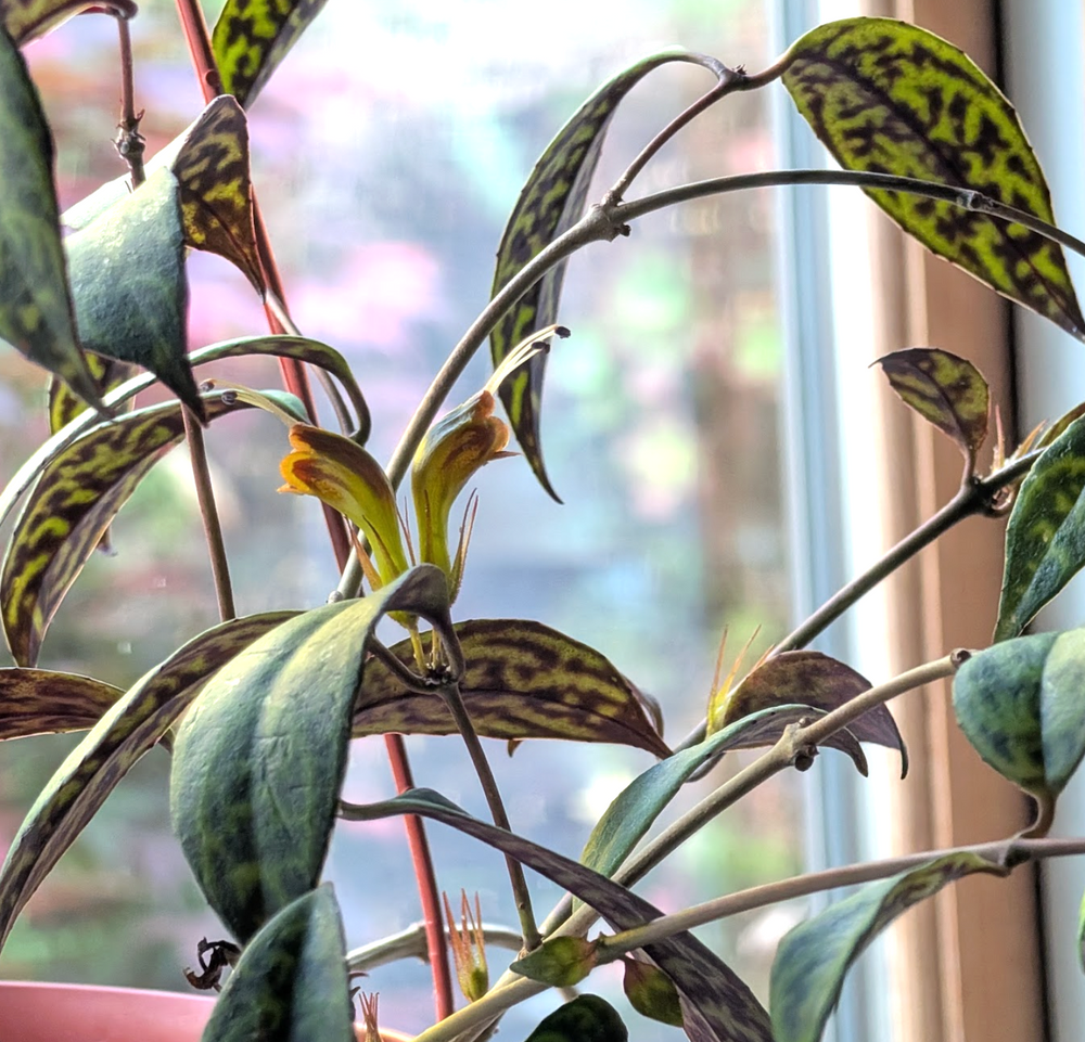 Aeschynanthus marmoratus