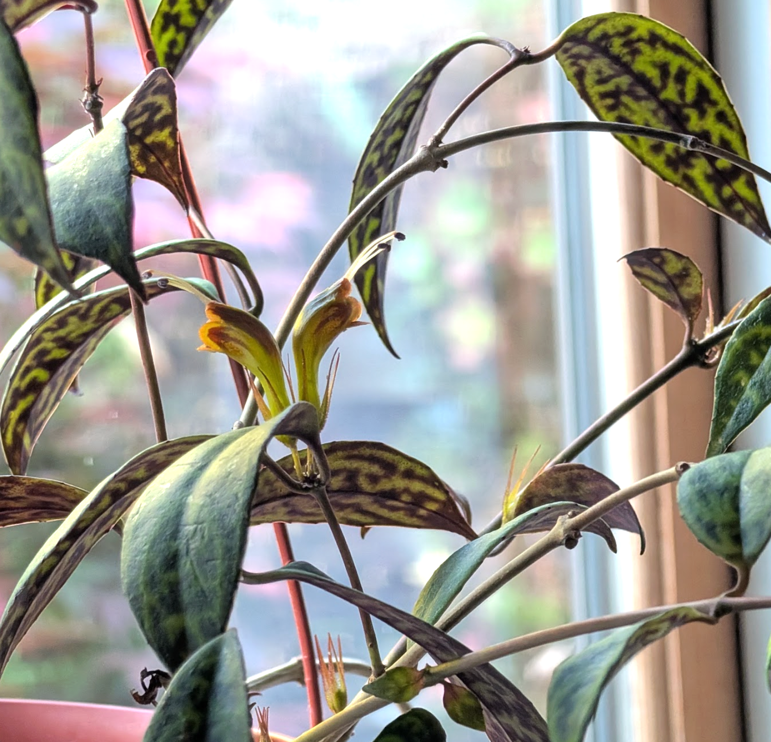 Aeschynanthus marmoratus
